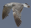 Larus armenicus